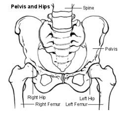 diagram of regular hips and pelvis