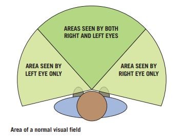 Area of normal visual field: area seen by left eye only, in front area seen by both eyes, area been by right eye only